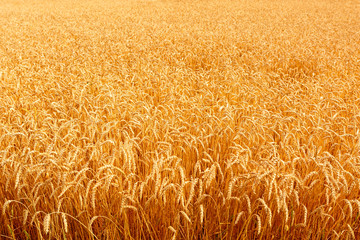 Golden Wheat Field