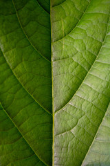 Green avocado tree leaf detail close up