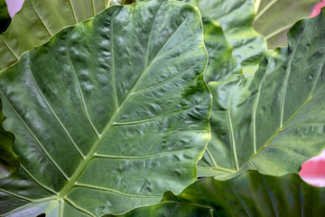A close up look at the details of a large bold Elephant Ears plant. Bokeh effect.