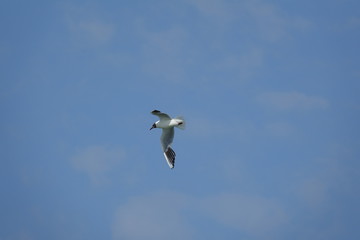 goéland en train de voler