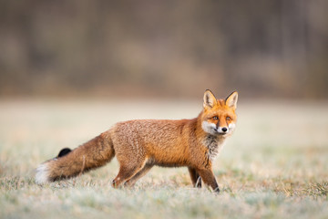 Mammals - European Red Fox (Vulpes vulpes)