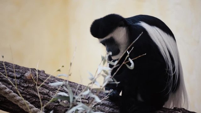 selective focus of monkey eating in zoo 