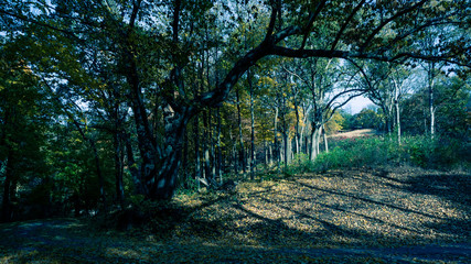 Forest in the morning