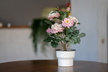 Pink blooming rose in white pot which is used for interior decoration in hotel lobby. Selective focus and close up photo.