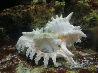 octopus live in shells. octopus is a soft-bodied, eight-limbed mollusc of the order Octopoda. 