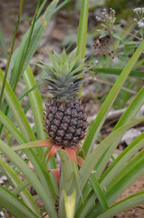 Fototapeta premium pineapple on a tree