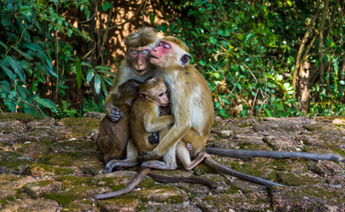 Monkey Mothers Breast-feeding in Sigiriya, Sri Lanka