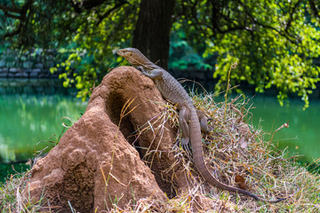 Monitor lizard (Varanus) in Sigiriya, Sri Lanka