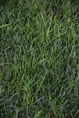 green grass