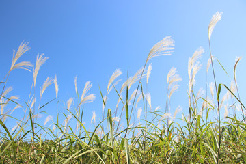 ススキ　栃木県真岡市