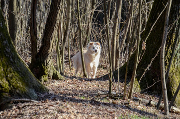 cane nel bosco