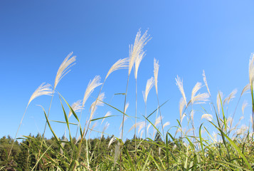 ススキ　栃木県真岡市