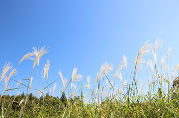 ススキ　栃木県真岡市