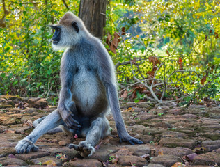Monkey in Sigiriya, Sri Lanka