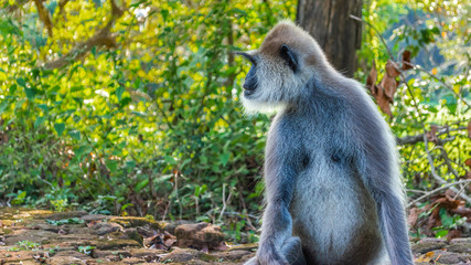 Monkey in Sigiriya, Sri Lanka
