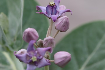 Calotropis gigantea is a species of calotropis.It belongs to the family apocynaceae.Native to Cambodia,Indonesia,Malaysia,the Philipines,Thiland,Sri Lanka,India. Colour of the flower is lavender 