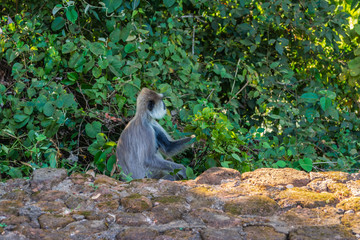 Monkey in Sigiriya, Sri Lanka