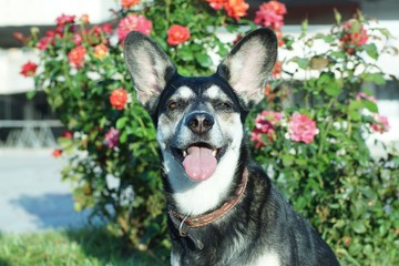 Portrait of a mischievous dog on a background of roses ...
