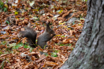Eichhörnchen sucht nach Essem im Herbst