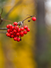 Bright Red Berries in an Autumn Forest