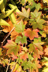 Colorful, vibrant maple leaves during fall / autumn season in Finland. In this closeup photo there is multiple orange and yellow maple leaves.
