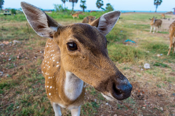 Wild Deers in Trincomalee, Sri Lanka