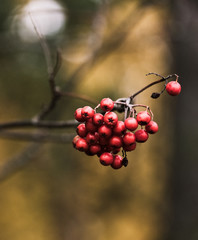 Bright Maroon Berries in an Autumn Forest