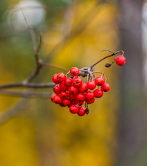 Bright Red Berries in an Autumn Forest