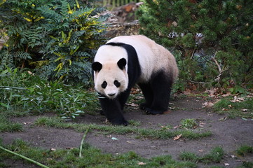 giant panda walking in the forest