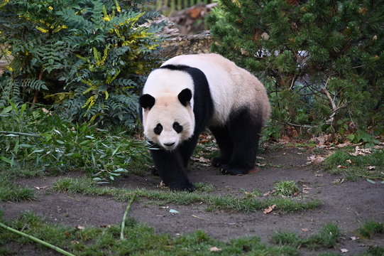 Giant Panda Walking In The Forest
