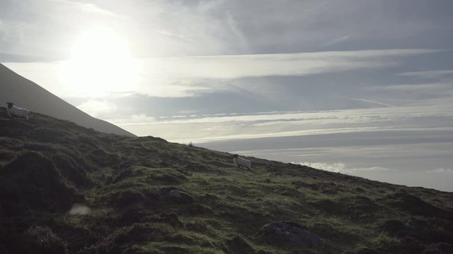 Two blackhead sheeps in beautiful landscape walking up hills, ireland