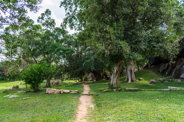 Jungle tree in Vessagiriya, Anuradhapura, Sri Lanka