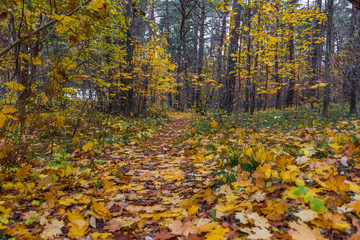 Fall Foliage on a Path in an Autumn Forest in Northern Europe