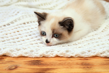 A cute white and brown kitten, a British Shorthair, lies on a lace plaid. Little charming newborn  cat with blue eyes is looking at the camera.
