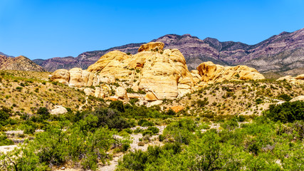 Fototapeta premium The Yellow Sandstone Cliffs on the Sandstone Quarry Trail in Red Rock Canyon National Conservation Area near Las Vegas, Nevada, United States