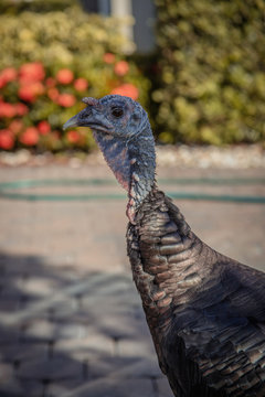 Turkey in the Yard