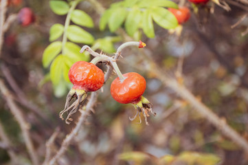 pink flower rose hip in autumn