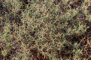 Thorny bush. Textures. Background. Nature