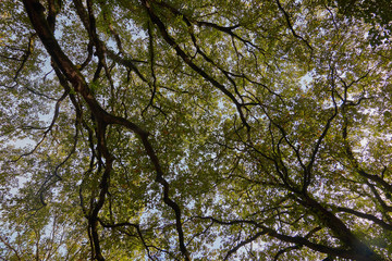 Forest sky leaves