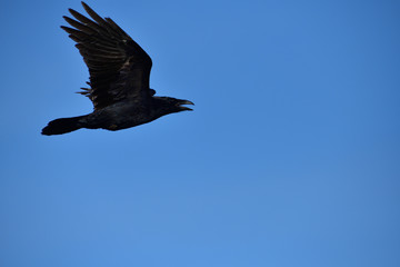 Common Raven flies over  the carcass on the meadow 