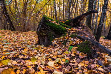 Golden autumn scene in a park, with leaves, sun shining through the trees and blue sky. Autumn forest landscape. Outdoor autumn concept. Beautiful autumn park