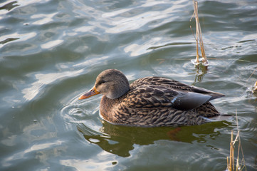 flock of ducks on the lake in the park