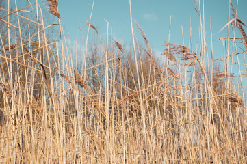 dry grass and blue sky