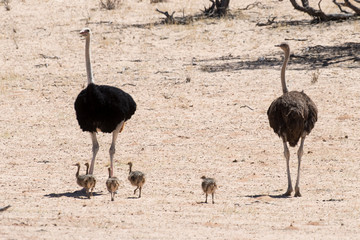 Autruche d'Afrique, couple et jeunes, Struthio camelus, Common Ostrich, Parc national Kalahari, Afrique du Sud
