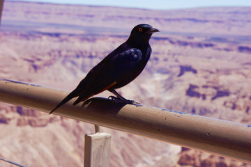 bird on a branch