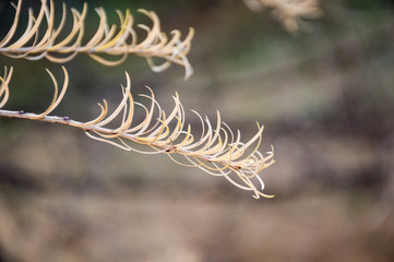 dry grass and blue sky