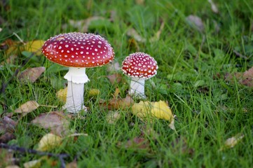 Les amanites tue-mouches