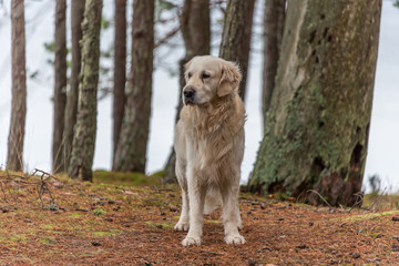 Champion Golden Retriever in a Forest on a Baltic Sea Beach in November