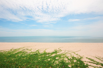 Coastal ivy plant on the tropical beach with horizon in seascape and blue ocean of island