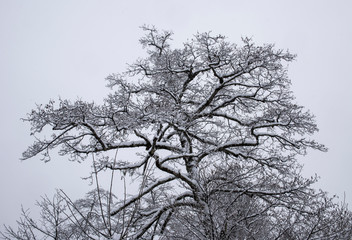 tree in winter